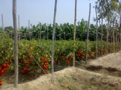 Seed Production Tomato